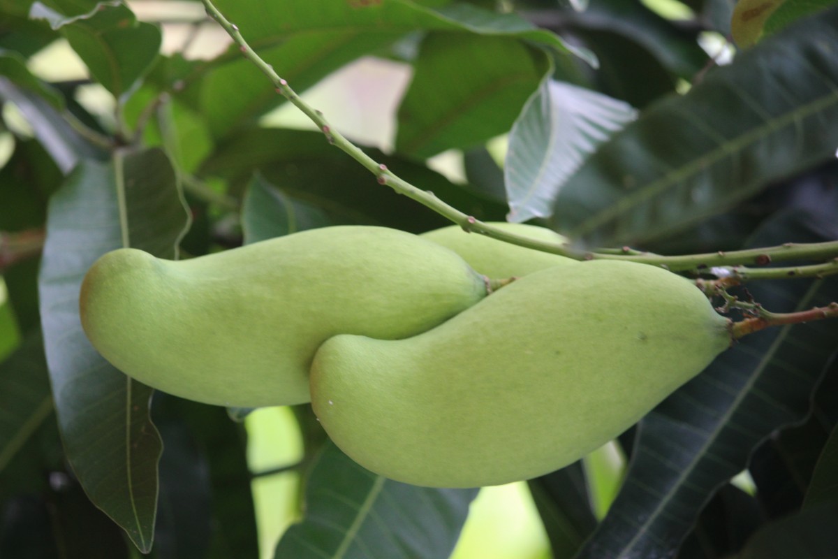 Mangifera indica L.